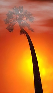 Tom�s and the Palm