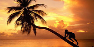 Tom�s and the Palm