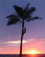 Tom�s and the Palm