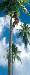 Tom�s and the Palm